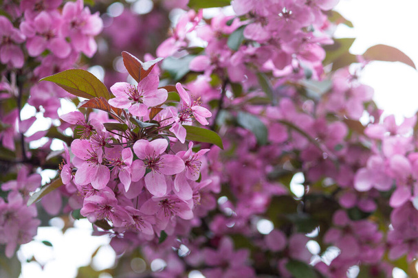 Jarní květiny pozadí. Krásně kvetoucí větev stromu. - Fotografie, Obrázek