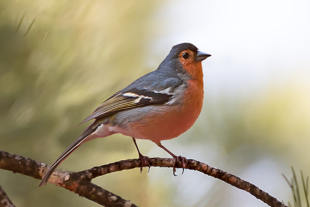 View of  a Common chaffinch (Fringilla coelebs)  - Photo, Image