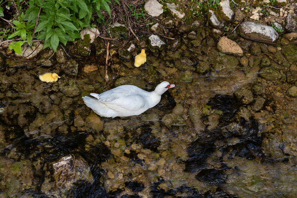 Hembra de pato moscovita Cairina Moschata nadando en el río Cerezuelo con sus patitos en Cazorla, Jaén, España. El foco está en la cabeza de la madre - Foto, Imagen