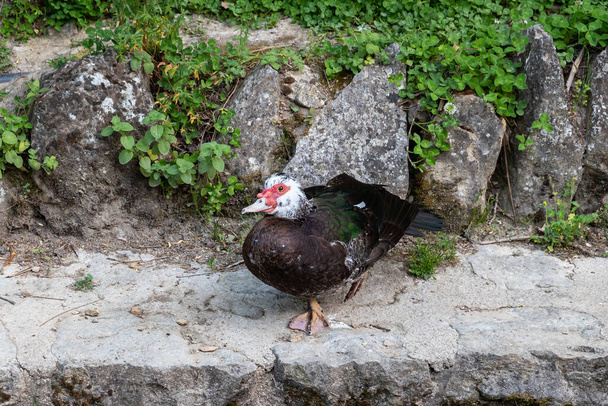 Duclair Duck in the Cerezuelo River in the town of Cazorla. The Duclair Duck is a dual-purpose breed of duck named after the town of Duclair in Normandy. - Photo, Image