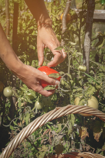 Mãos femininas colhendo tomates orgânicos frescos em seu jardim em um dia ensolarado e dobra-lo em cesta de vime.. Farmer está colhendo tomates. Conceito de jardinagem e agricultura. Vertical - Foto, Imagem