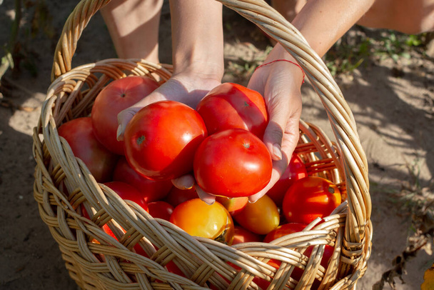 若い女性は庭から選んだばかりの大きなジューシーな熟したトマトを手に持っていて、ウィッカーバスケットに入れています - 写真・画像