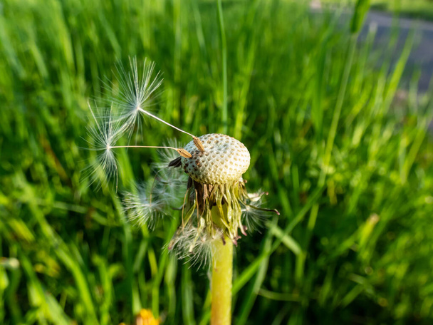 Makró felvétel két magányos mag maradt pitypang (oroszlán fog) virág fej a réten zöld fű háttér. A gyermekláncfű pappusa. - Fotó, kép