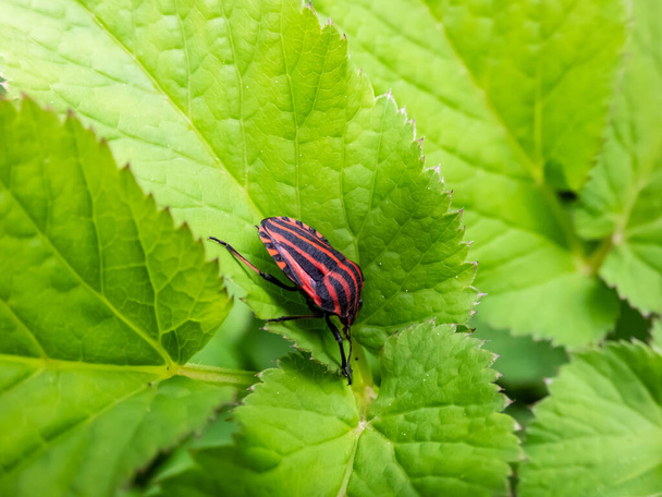 Adult striped shield bug (Graphosoma lineatum) staying on a green leaf in summer, red with wide black longitudinal stripes. View from the upperside and from the side - Photo, Image