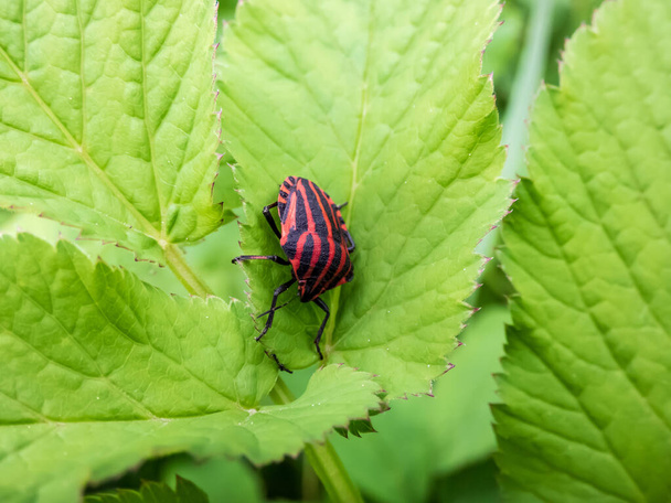 Aikuisten raidallinen kilpi bug (Graphosoma lineatum) oleskelevat vihreä lehti kesällä, punainen leveä musta pitkittäinen raidat. Näkymä yläpuolelta - Valokuva, kuva