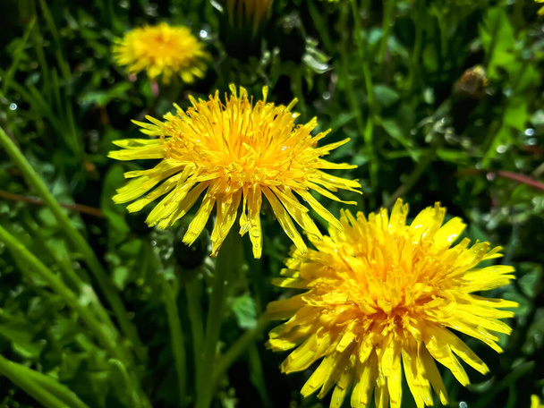 Parlak sarı karahindiba (Aslan dişi) çiçeği başları yeşil çimen arka plan ile çayırda makro çekim - Fotoğraf, Görsel