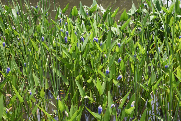 Pickerel weed Pontederia cordata. Pontederiaceae aquatic perennial grass. - Photo, Image