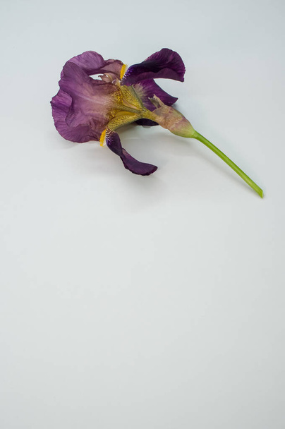 A vertical shot of drying irises on a gray surface with space for text - 写真・画像
