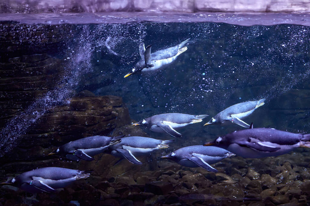 Bir grup penguen esaret altında, akvaryumlarına dalıyorlar. - Fotoğraf, Görsel