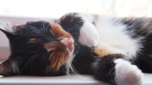 Kedi gözlerini açar ve kapatır. Uykulu bir kedi. Evcil hayvan. Penceredeki evcil hayvan. Mutlu bir evcil hayvan. - Video, Çekim