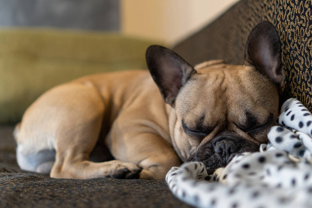 French Bulldog breed dog lying on a sofa head on a white plaid with black bumps - Foto, imagen