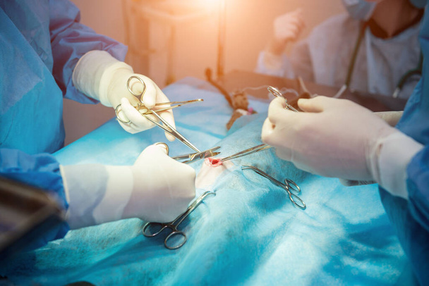 Veterinarian surgeons in operating room doing cat neutering - Zdjęcie, obraz