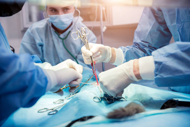 Veterinarian surgeons in operating room doing cat neutering - Fotoğraf, Görsel