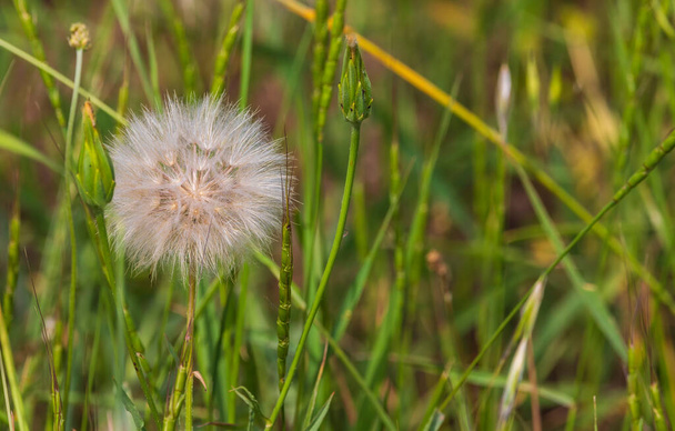 Kwitnący mniszek lekarski w zielonej trawie - Zdjęcie, obraz