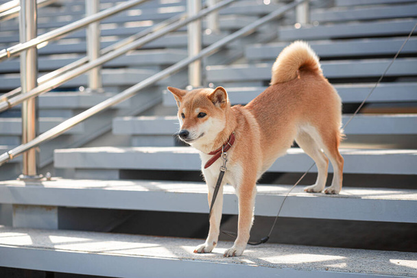 Adorável cão Shiba Inu vermelho em um colarinho vermelho fica na escada com passos de concreto cinza e grades de metal.  - Foto, Imagem