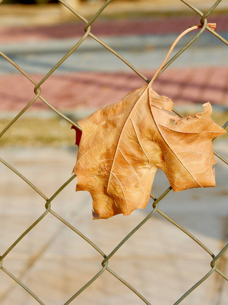 Folha de outono amarela seca pendurada na rede metálica - Foto, Imagem