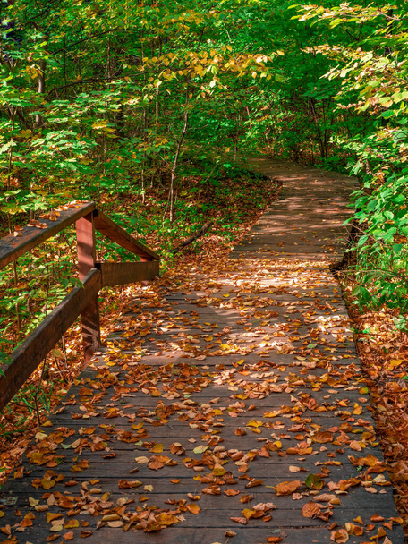 Порожня зелена екологічна стежка восени, вид зверху вниз. Москва - Фото, зображення