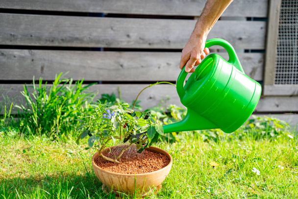 Bahçıvan yeşil plastik bir sulama kutusundan ev bitkisini seramik kaba döküyor. - Fotoğraf, Görsel