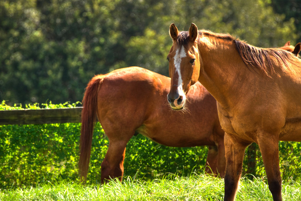 牧草地の馬 - 写真・画像