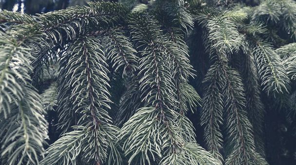 Resumen hermoso fondo del bosque de pinos. Textura natural. Fondo de pantalla natural - Foto, Imagen