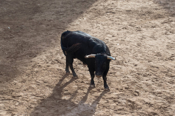 リングのアリーナで勇敢な雄牛のイメージ - 写真・画像