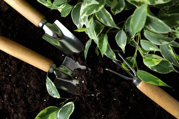 Gardening tools and plant on soil background, close up - Photo, Image