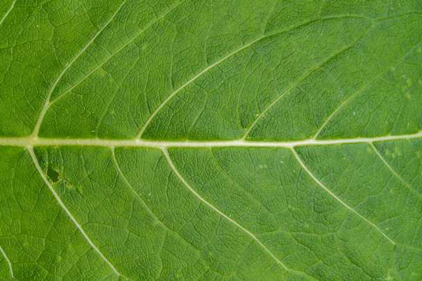 Macro shot of green fresh leaf, veins, nature texture, eaten leaf - Photo, Image