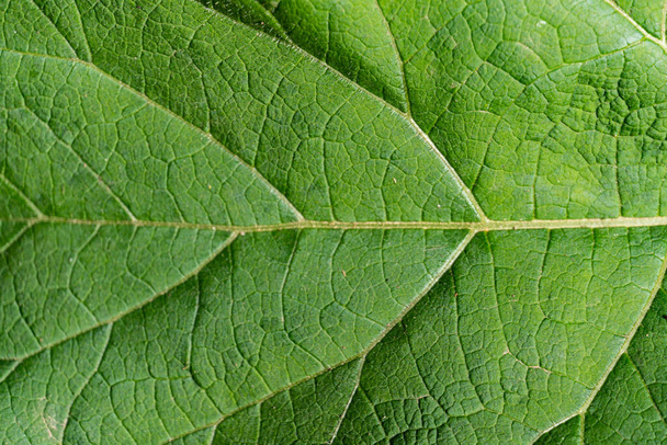 Macro shot of green fresh leaf, veins, nature texture, eaten leaf - Foto, Bild