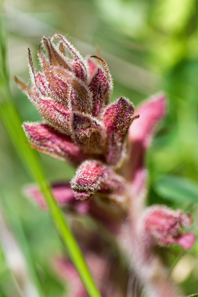 Bedstraw Broomrape (Orobanche caryophyllacea) parasitic plant with the scent of cloves  - Photo, Image