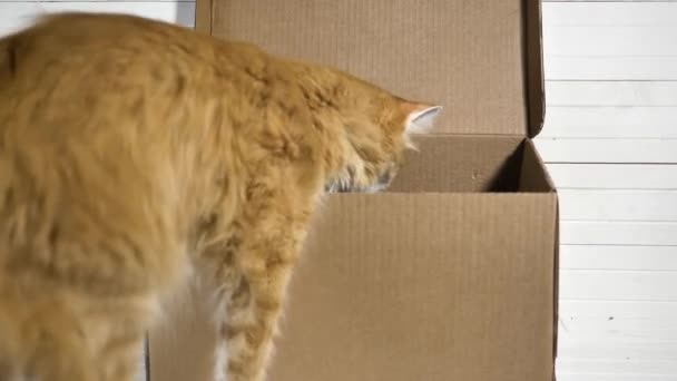 Utelias kissa pääsee sisälle avoimeen pahvilaatikkoon valkoisella pöydällä - Materiaali, video