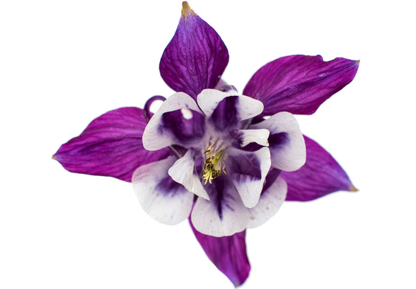 Aquilegia virág - Fotó, kép