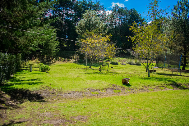 maisema puiden sininen taivas taustalla vihreä ruoho - Valokuva, kuva