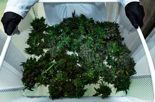 урожай канабісу садова лабораторія з вченим для збору врожаю для приготування ліків і здорового продукту з марихуани
 - Фото, зображення