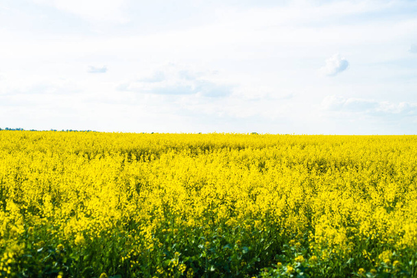 The agricultural field is sown with rapeseed. Yellow field and blue sky - Fotografie, Obrázek