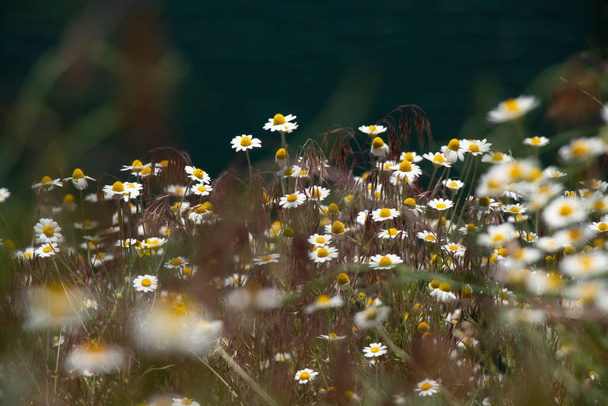 pola stokrotki w polu na wiosnę na Ukrainie, dzikie kwiaty, kwiatowe tło - Zdjęcie, obraz