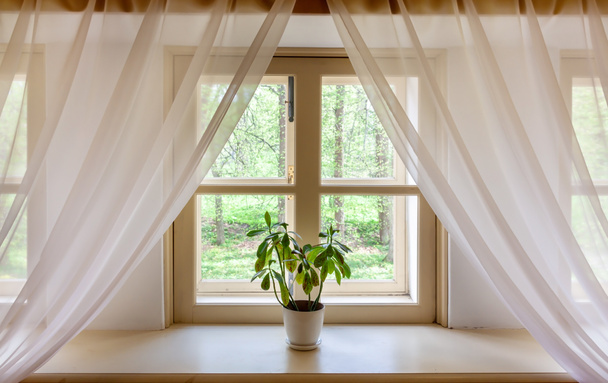 Une plante pot rebord de fenêtre avec des rideaux blancs intérieur de la maison. Jardinage botanique à domicile. - Photo, image