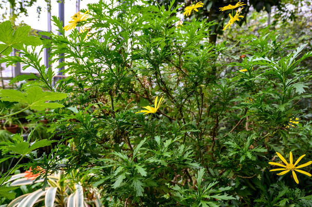 Bunga Calendula. Yeşil sera. Bitkiler botanik bahçesinde - Fotoğraf, Görsel