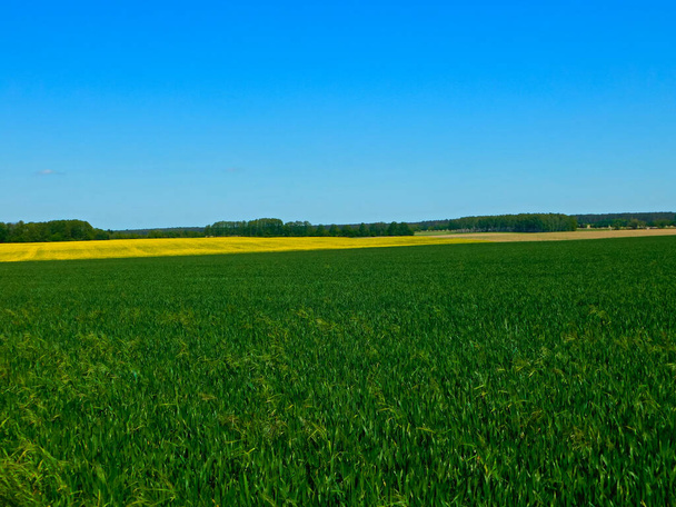Farben der Felder und Wiesen im Frühling in der Uckermark - Foto, Bild