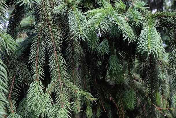 Krásná struktura zeleného háje. Borovicový les. Tapety z borového dřeva - Fotografie, Obrázek
