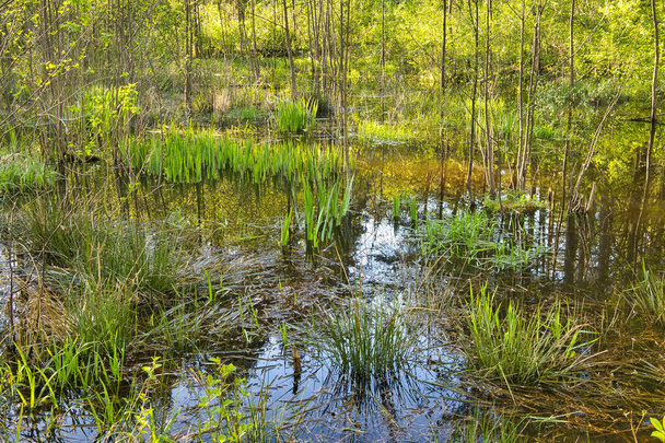 Zaplavené stromy a tráva, odraz modré oblohy ve vodě lesní bažiny na jaře. Polsko v květnu Horizontální pohled. - Fotografie, Obrázek