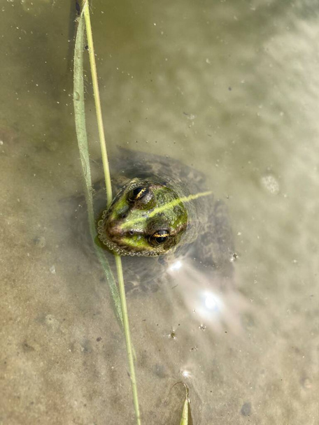 emerald-colored river frog in the river - Photo, Image