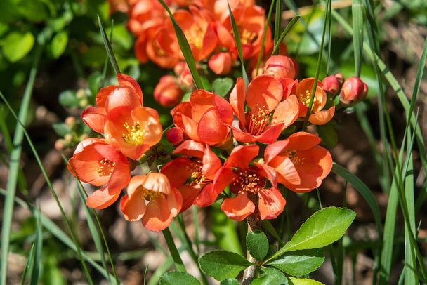 Flores naranja-rojas de Chaenomeles japonica en el jardín, fondo. - Foto, imagen