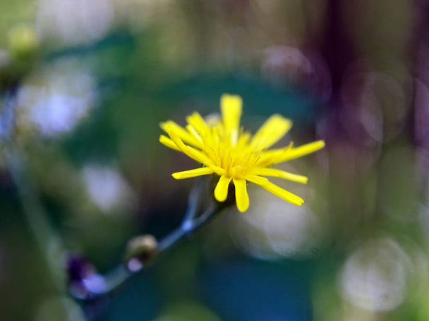 フィールド内の小さな黄色の花マクロ - 写真・画像