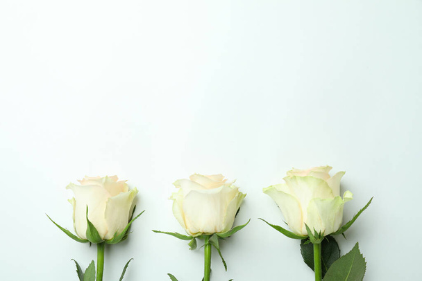 Three beautiful roses on white background, space for text - Foto, imagen
