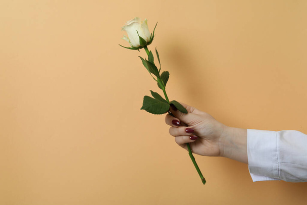 La mano femenina sostiene la rosa sobre fondo beige - Foto, imagen