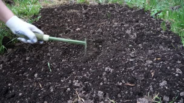 Κοντινό πλάνο των γυναικείων χεριών λείανση της σκαμμένης γης με μια μικρή τσουγκράνα - Πλάνα, βίντεο
