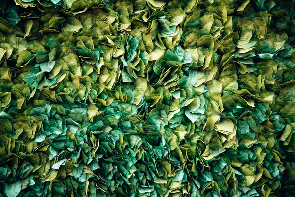 Fond de feuille verte sur le mur, fond naturel vert, texture de feuillage artificiel. - Photo, image