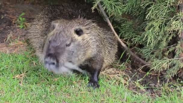 Nutria with long black fur, otter, marsh beaver eat carrots near the river. Water rat, muskrat sits in the park, zoo, forest in summer. - Footage, Video
