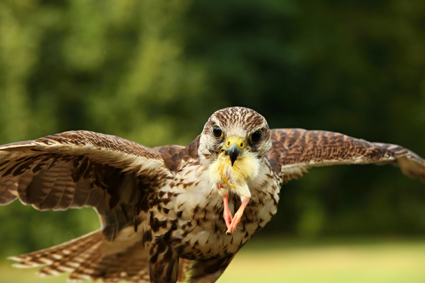 El halcón sacre (Falco cherrug) se está alimentando. El halcón sacre con un pollo de la muerte en el pico. Fondo verde.  - Foto, imagen