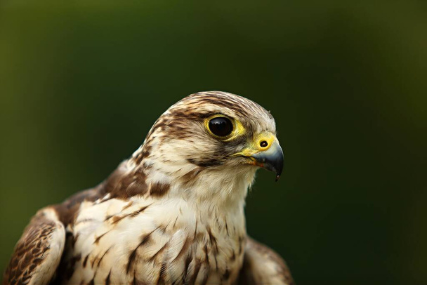 Der Saker-Falke (Falco cherrug) zum Anfassen. Das Porträt eines Falken. Grüner Hintergrund.  - Foto, Bild